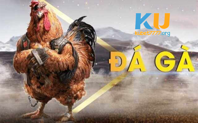 Sơ bộ vài điều cơ bản về sảnh đá gà tại Kubet77