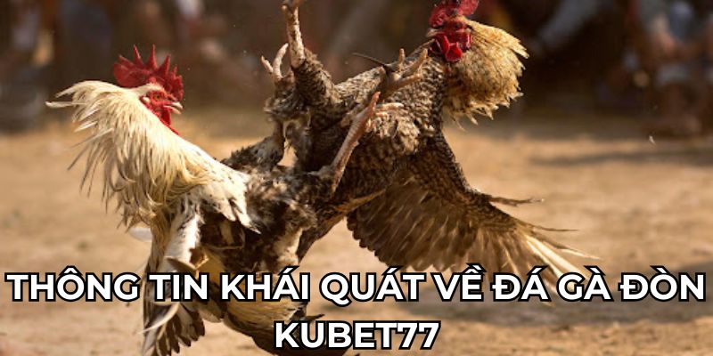 Thông tin khái quát về đá gà đòn Kubet77