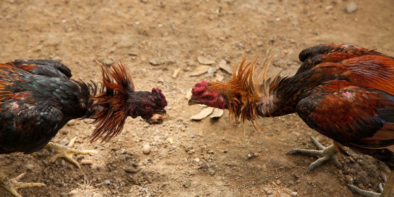 Nắm bắt điểm mạnh, điểm yếu và tâm lý của chiến kê sẽ giúp bạn đưa ra quyết định