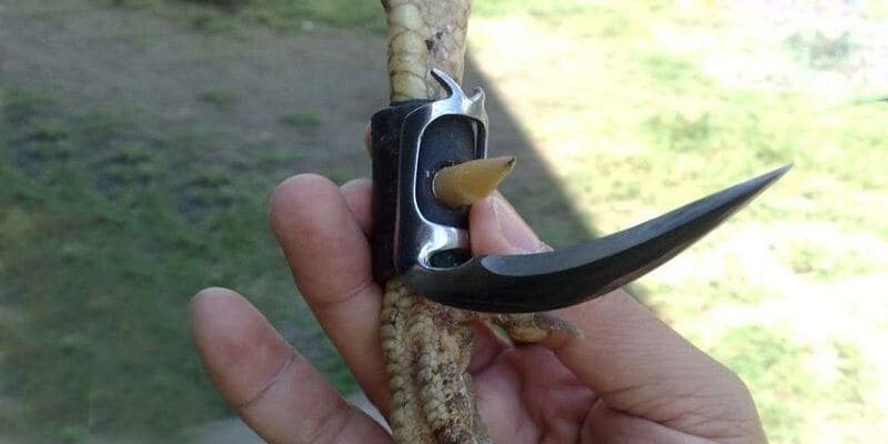 Đá gà cựa dao có hình thức chơi ra sao và đặt cược như thế nào